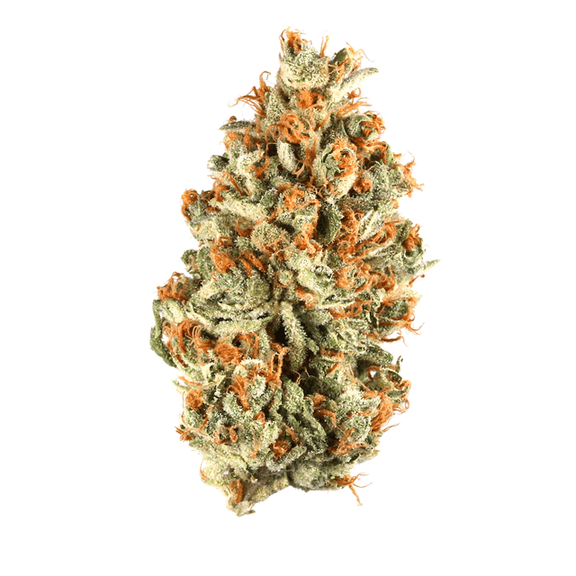 Orange Bud